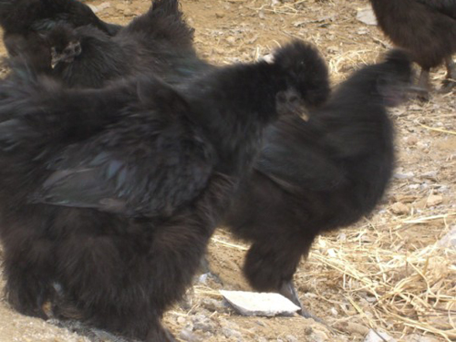 �ڷ��ڼ���