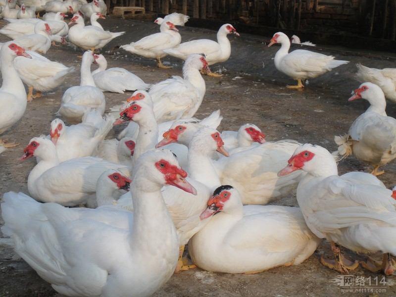 ����Ѽ��