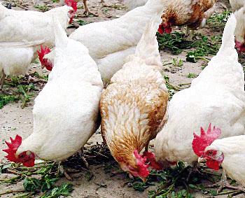 ũ��������